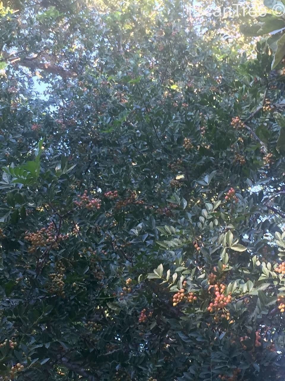 Zanthoxylum 8