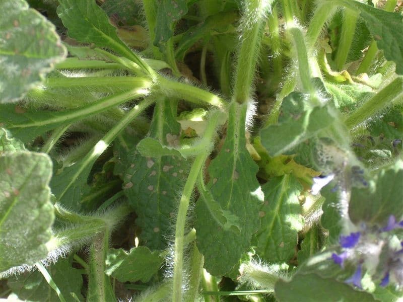 Ajuga orientalis 15