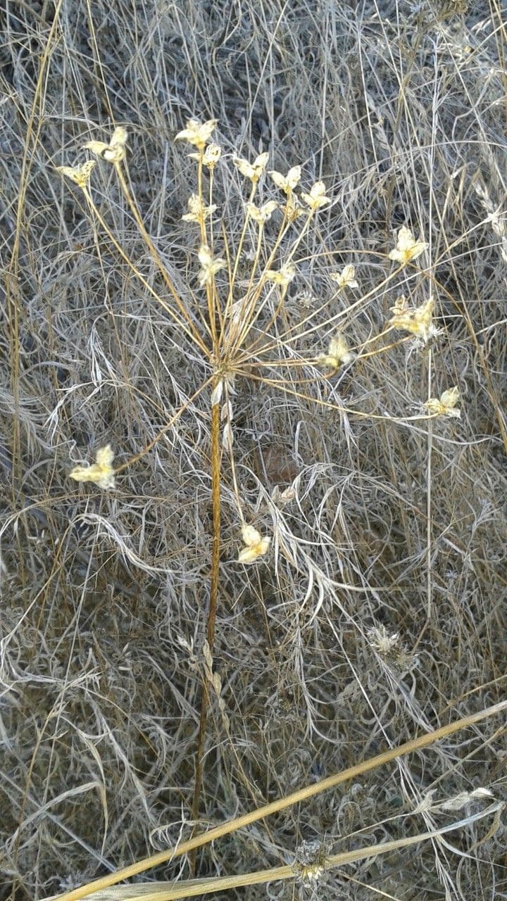 Bloomeria crocea