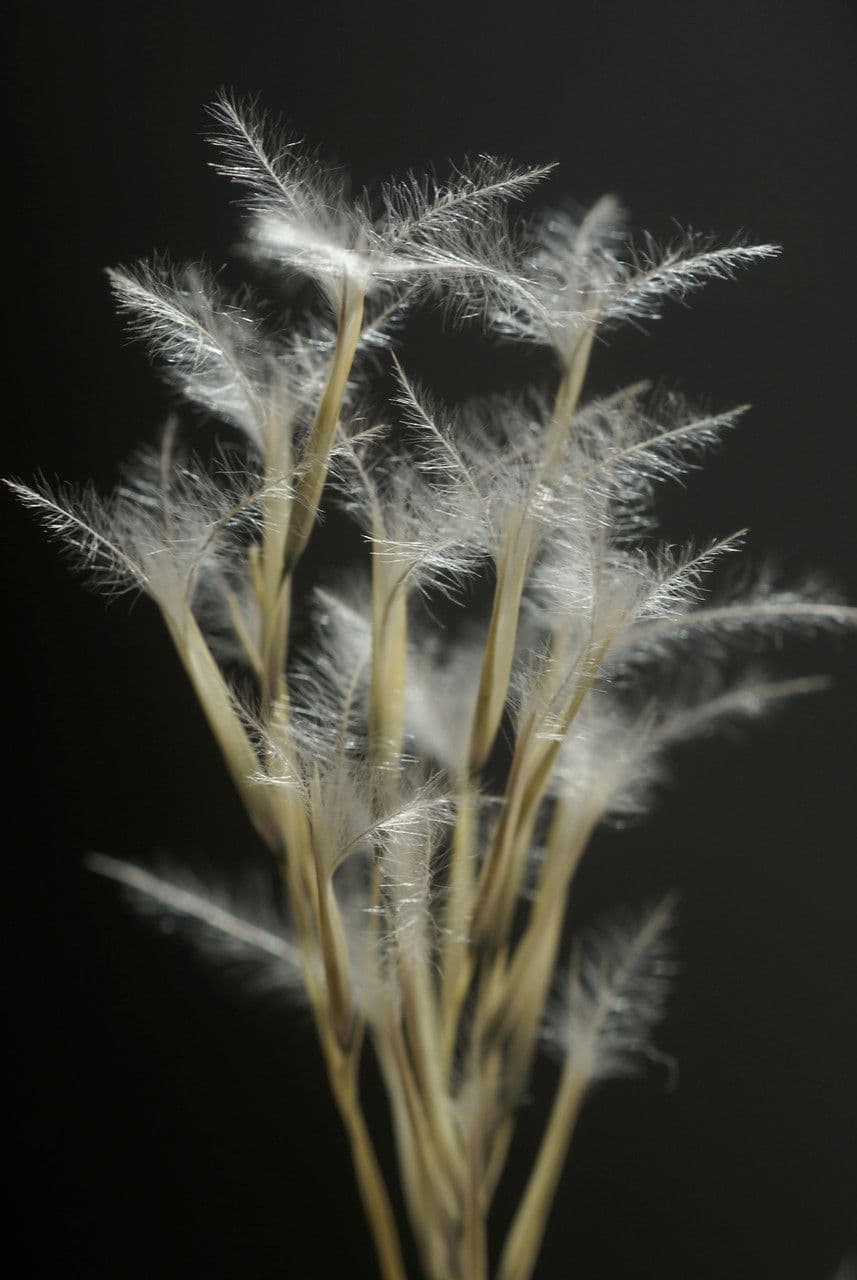Stipagrostis pungens 5