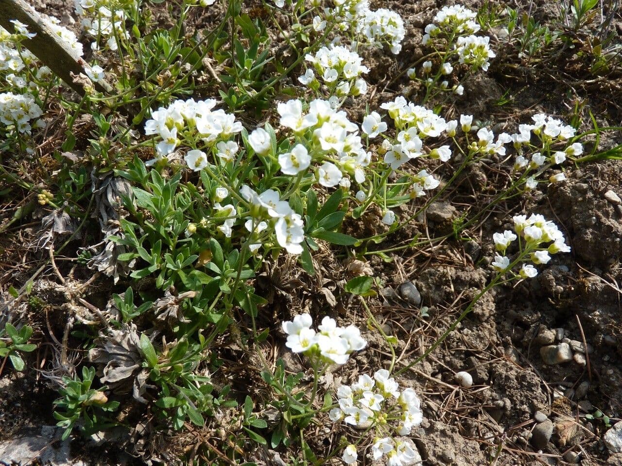 Draba 3