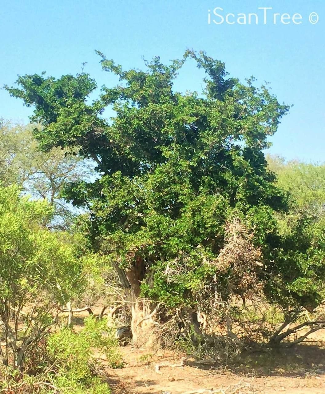 Manilkara 6