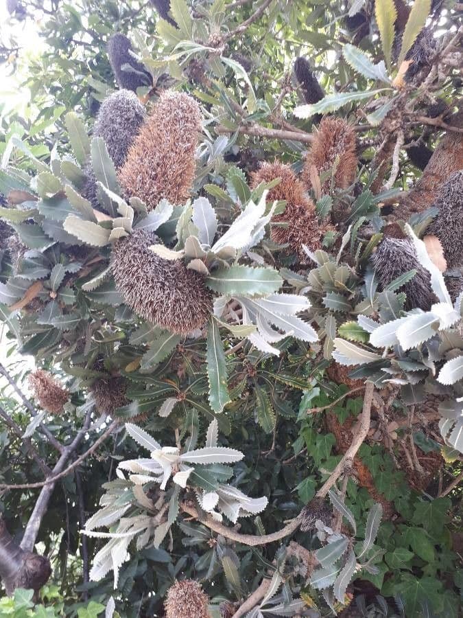 Banksia 17