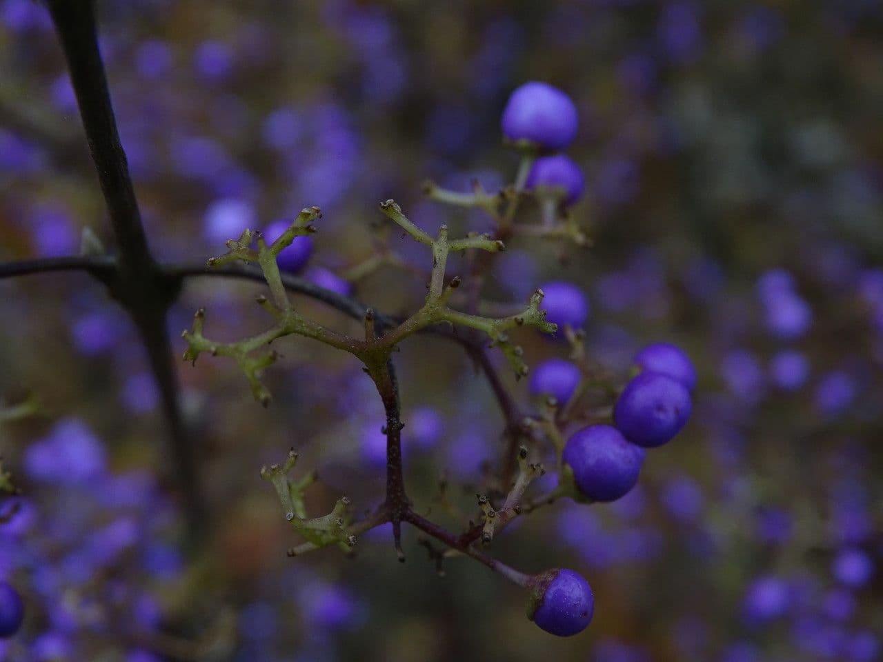 Bellezza viola 22