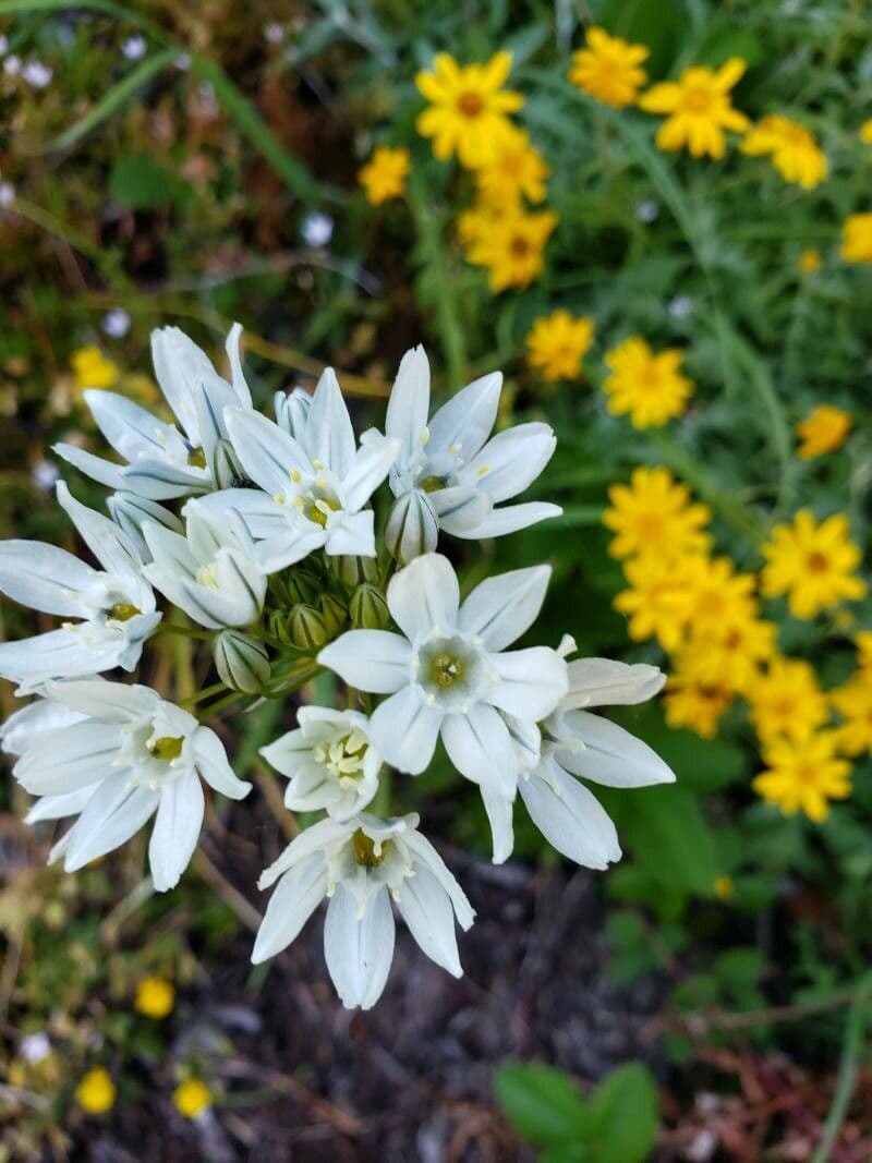 Triteleia giacinto 5