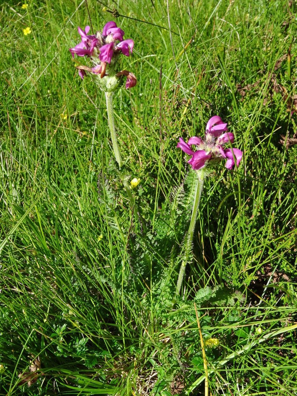 Vrbina pyrenejská 10