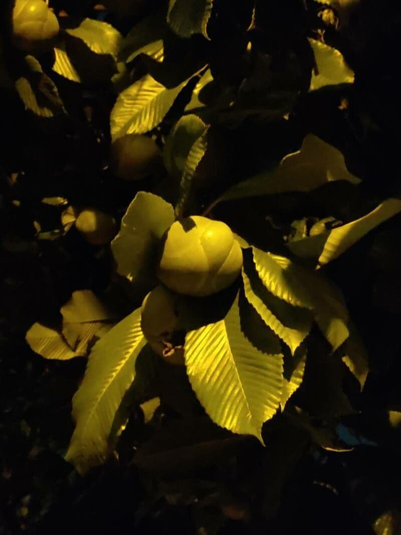 Dillenia indica 2