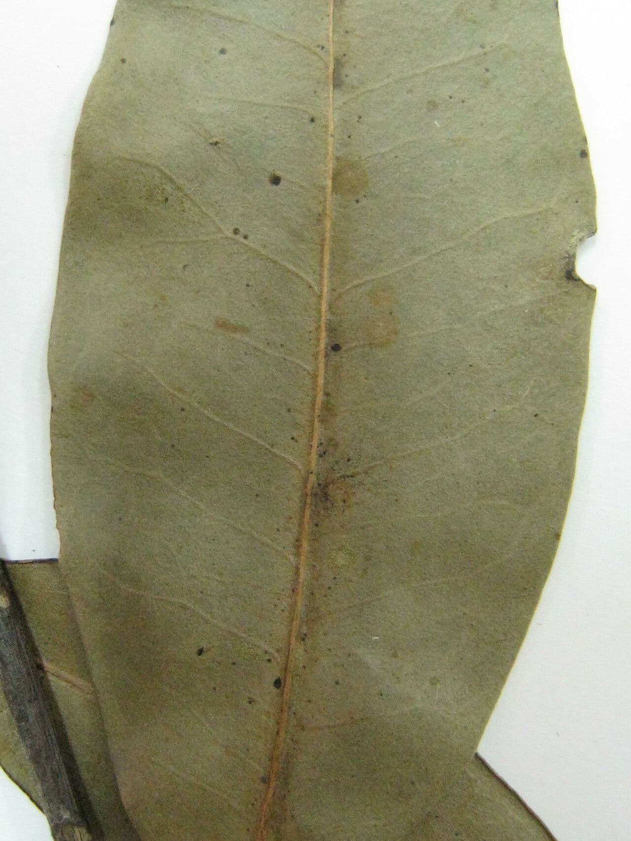 Ocotea 4