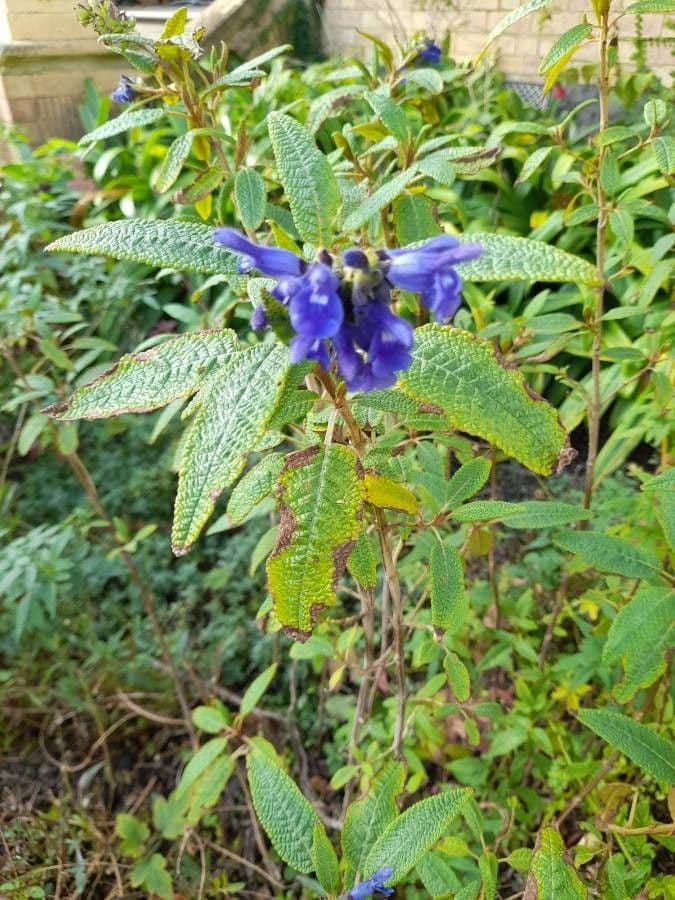 Salvia