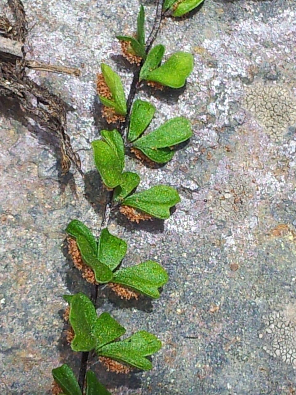 Asplenium 2
