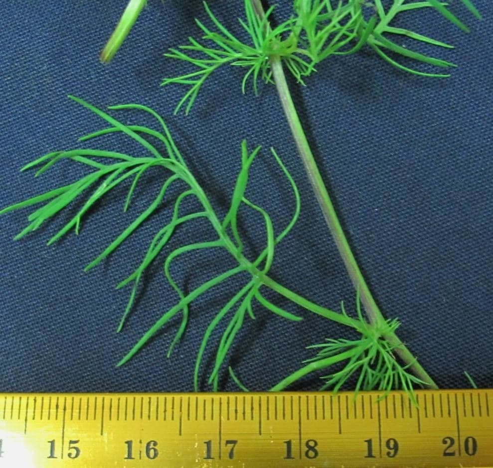 Ipomoea quamoclit 24