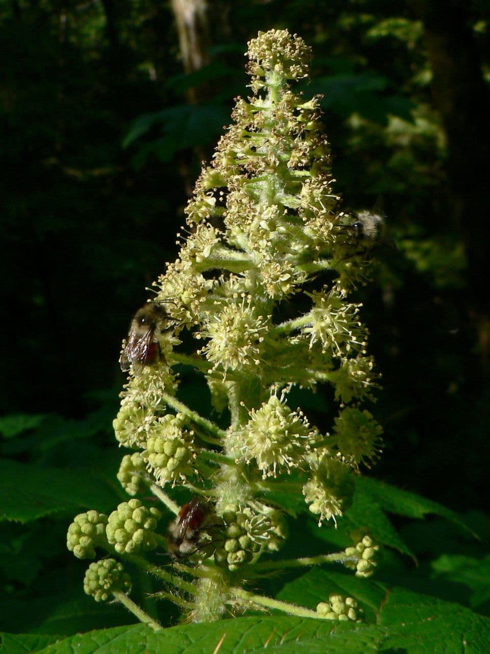 Oplopanax horridus 9