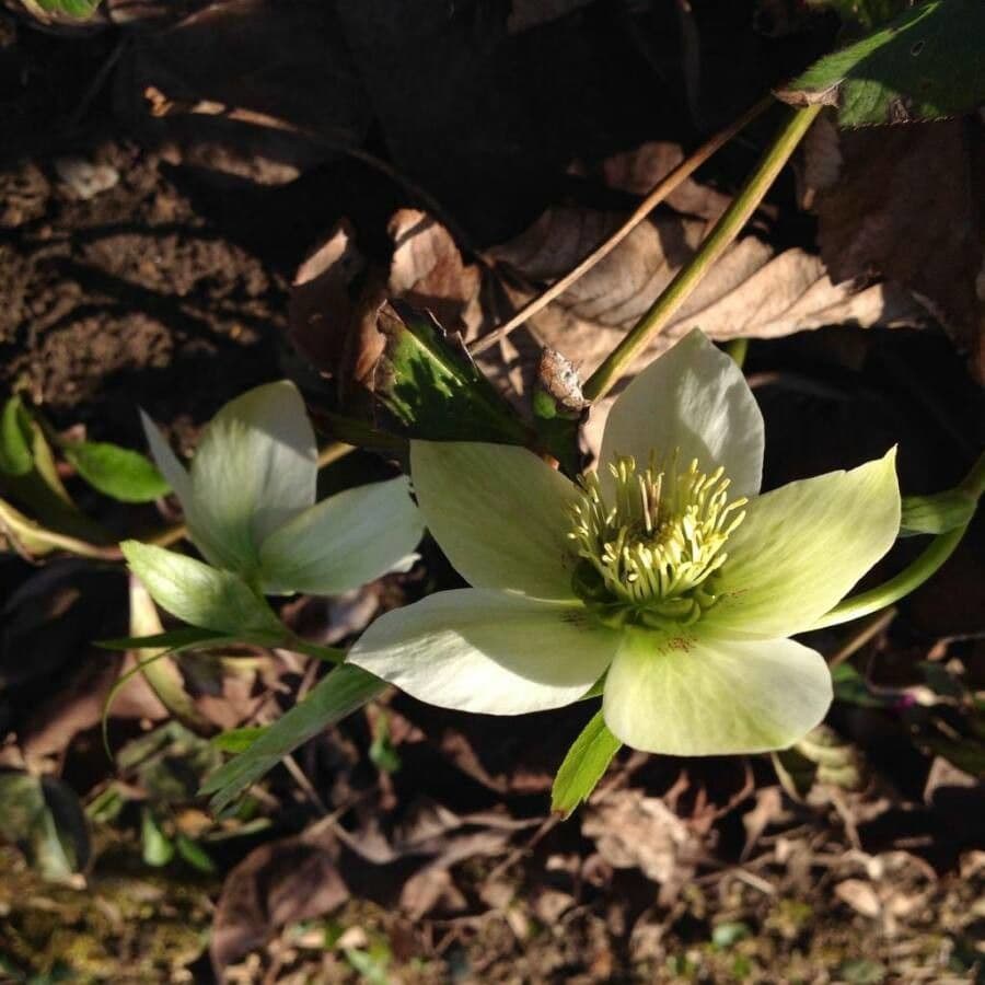 Elleboro verde 8