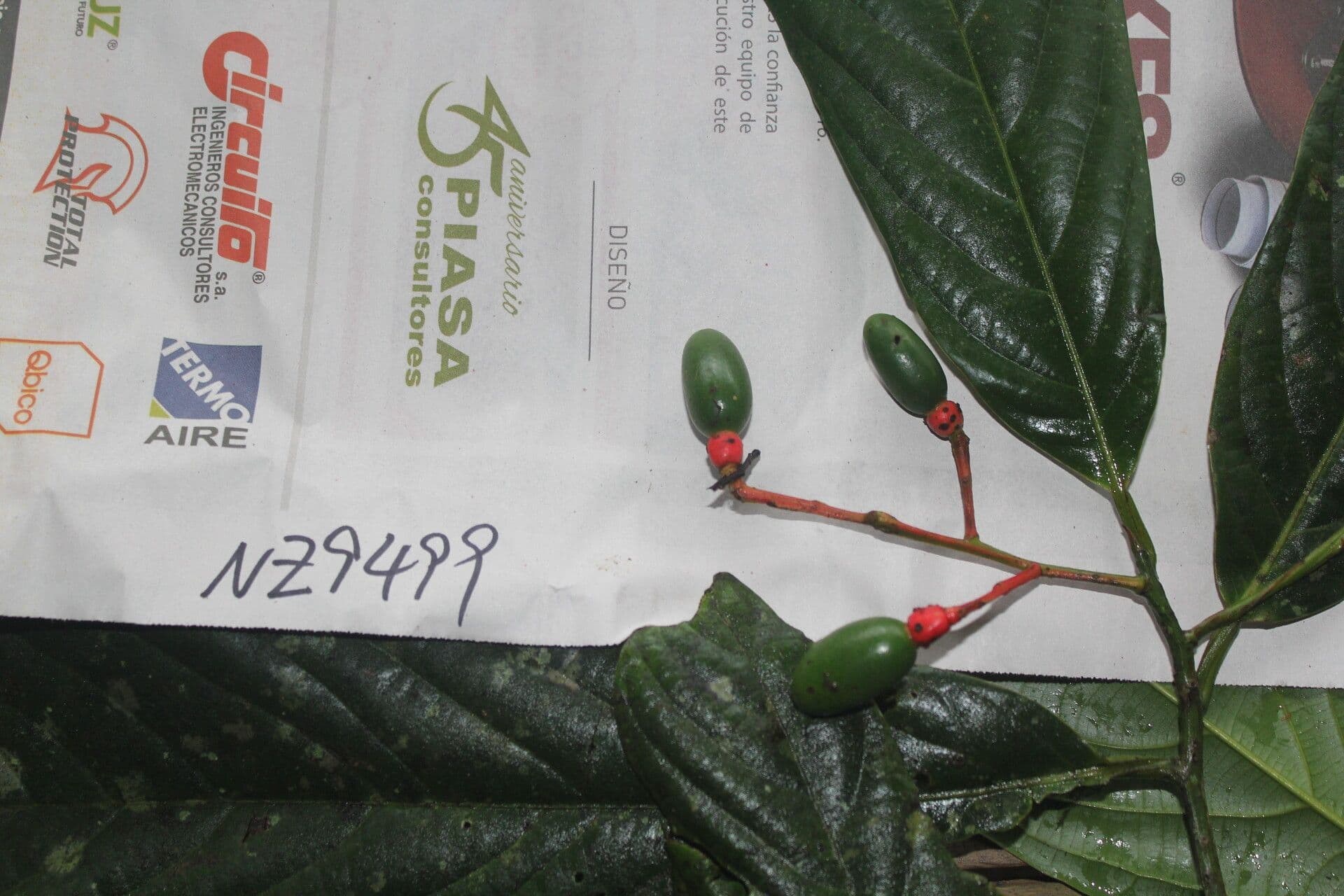 Ocotea atirrensis 4
