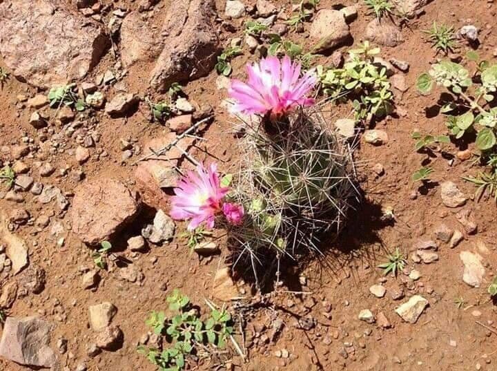 Coryphantha