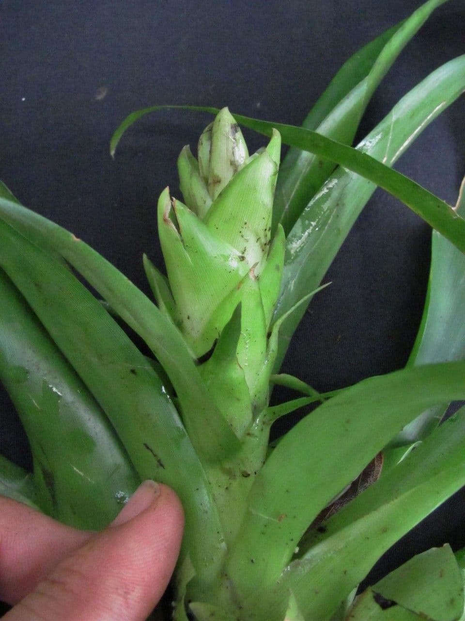 Vriesea eliconioide 20