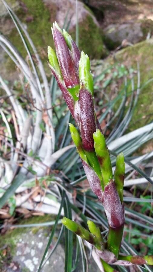 Bromelia 3