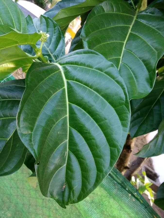 Indische Maulbeere 16