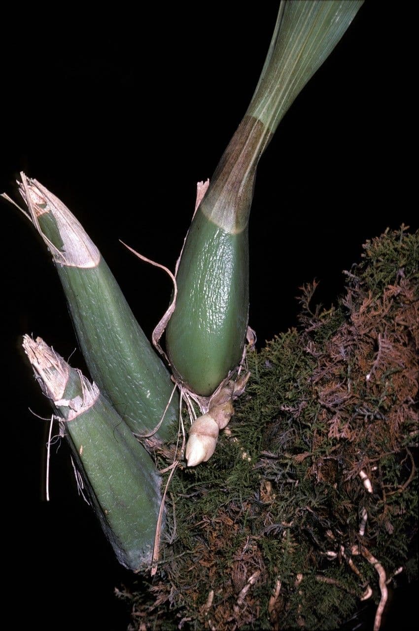 Peristeria