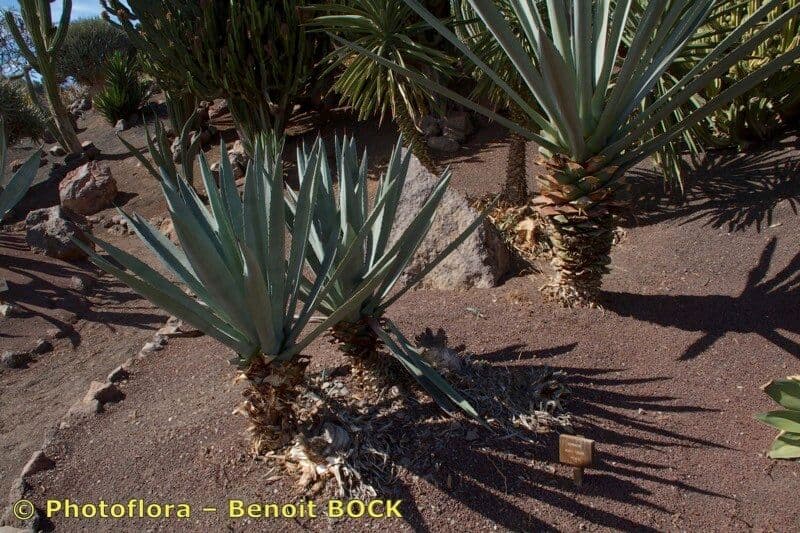 Agave 2