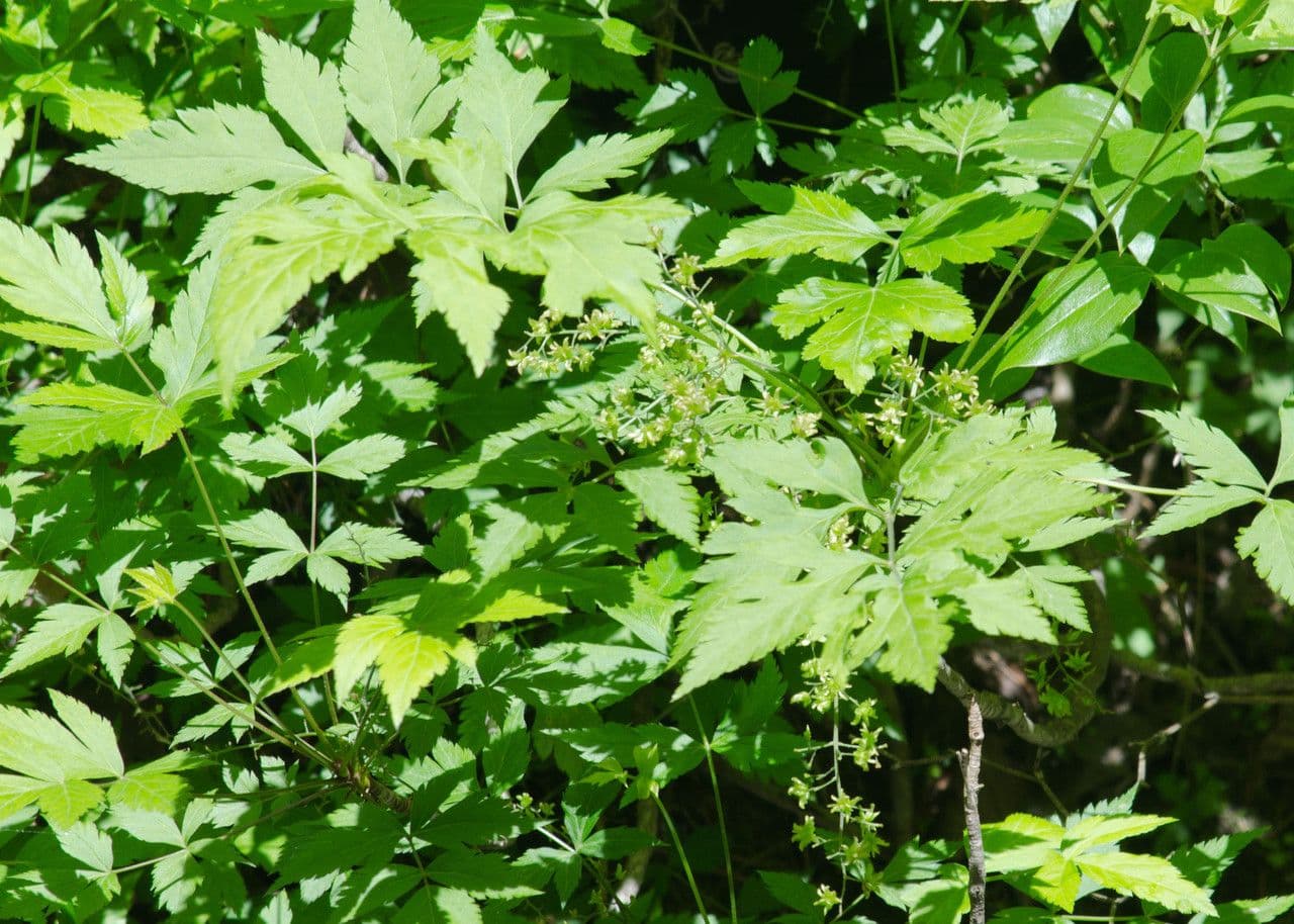 Xanthorhiza 13