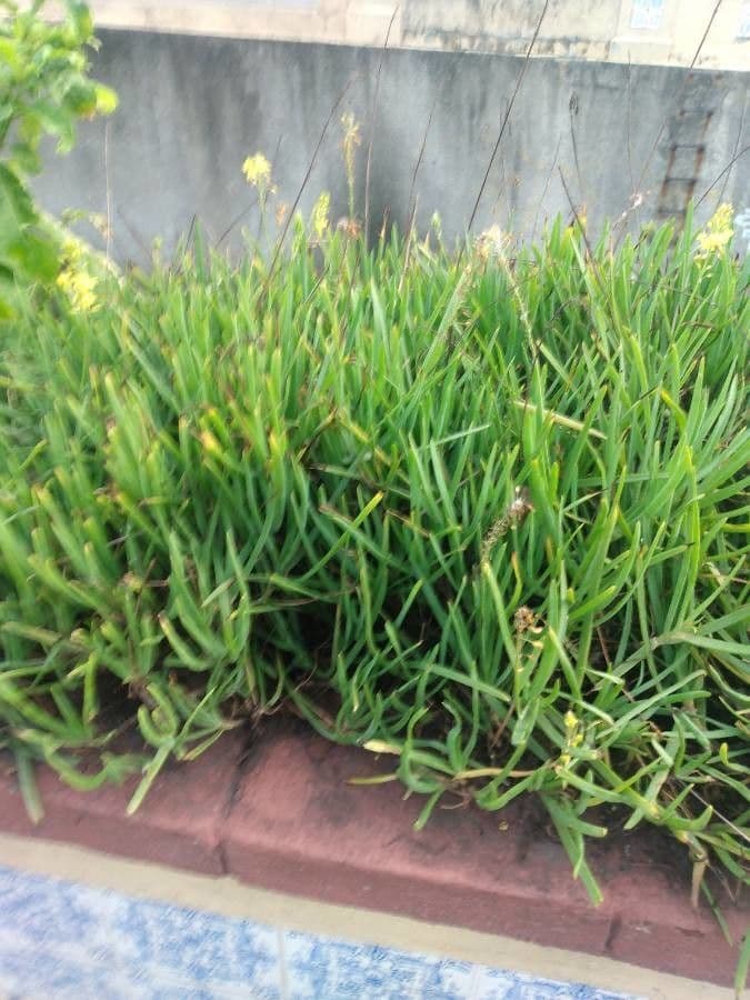 Bulbine arbustiva 11