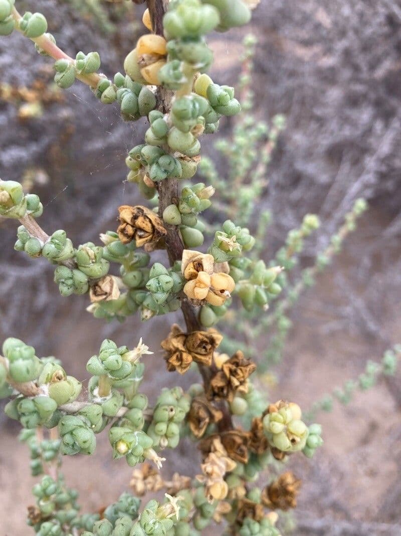 Traganum 2