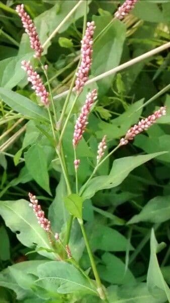 Persicaria de hoja de acedera 6