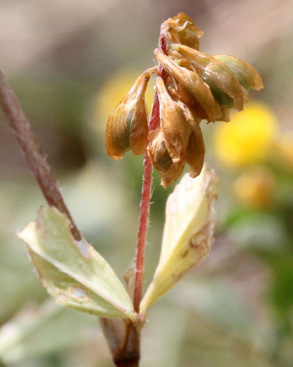 Trifoglio dubbio 2