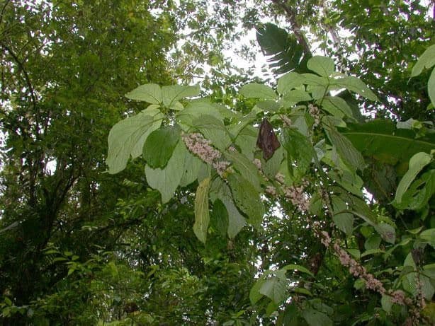 Urera simplex 11