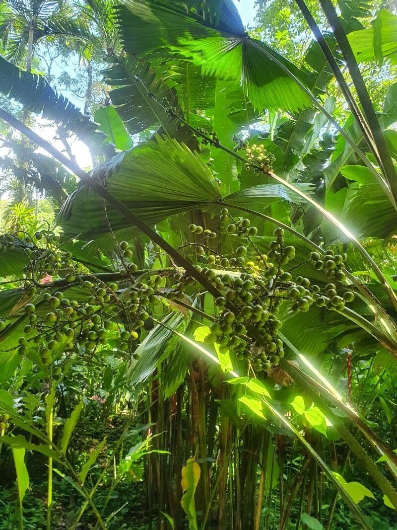 Palma a ventaglio di Vanuatu 2