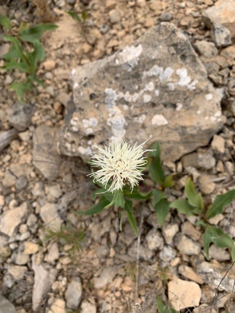 Klasea flavescens 6