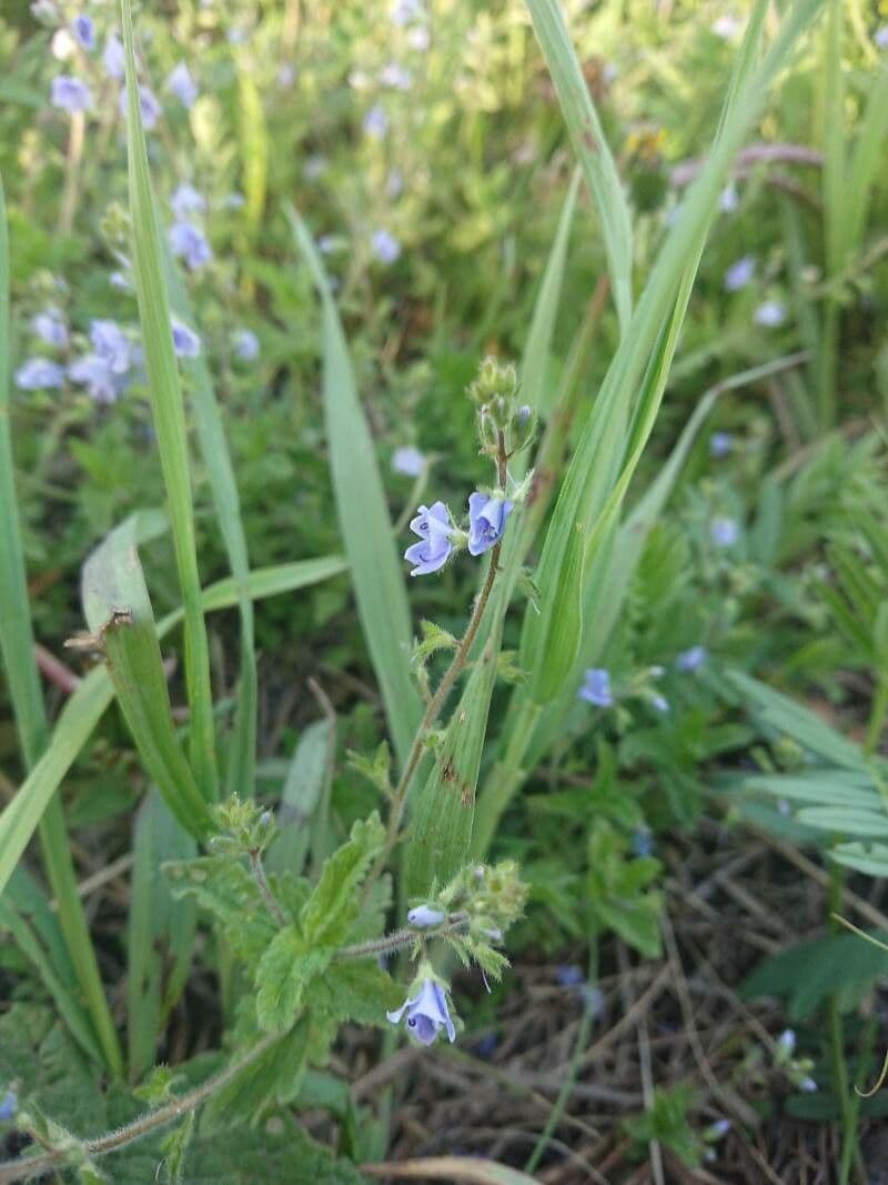 Veronica agreste 15