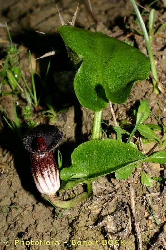 Arisarum 11