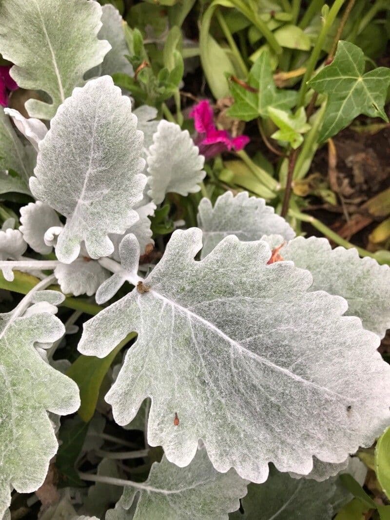 Salvia argentea 16