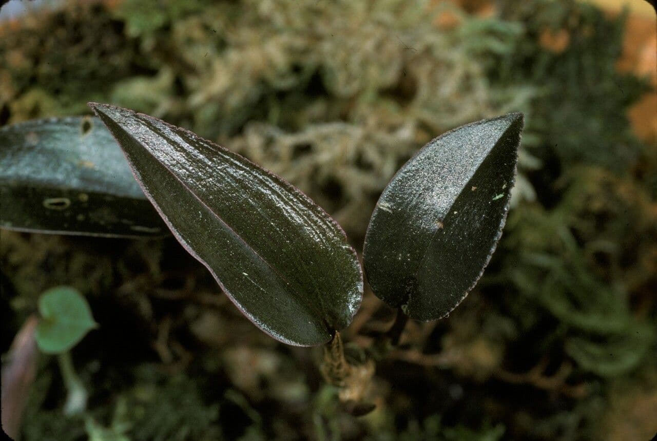 Tainia vegetissima