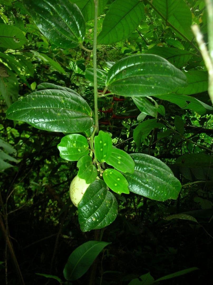 Passiflora 14