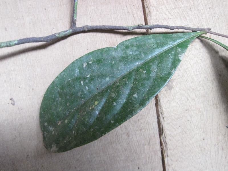 Licaria 5