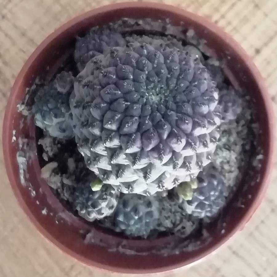 Copiapoa 4