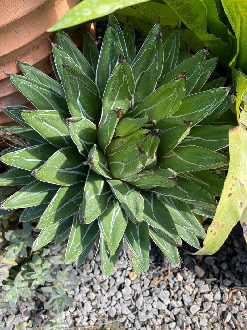 Schilfblättrige Agave 4
