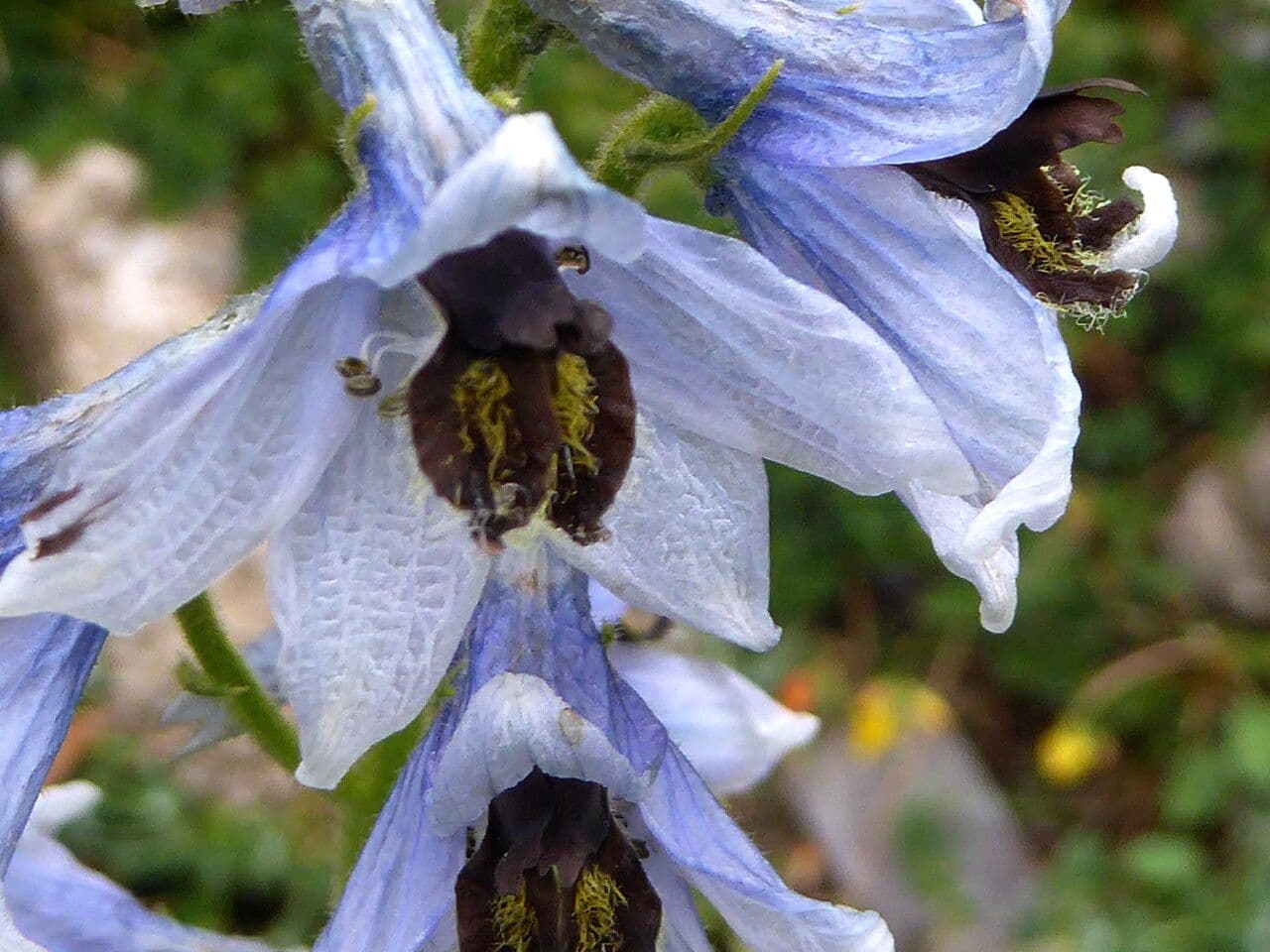 Delphinium 8