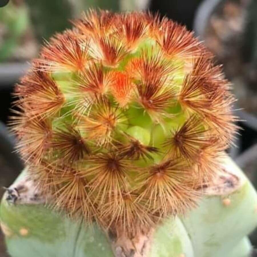 Warzenkaktus 8
