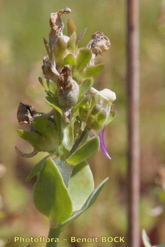 Linaria triphylla