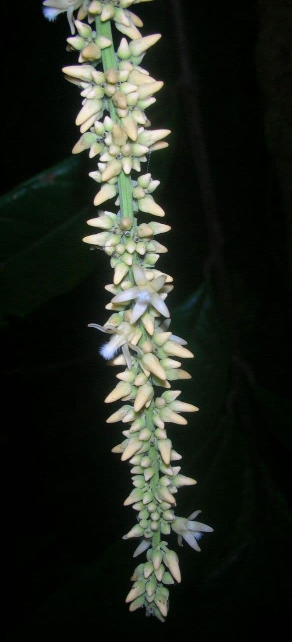 Talisia 16