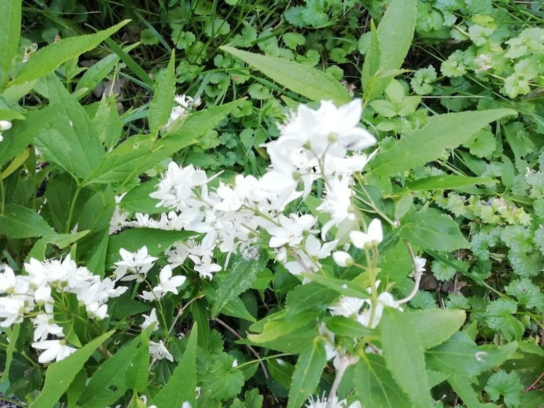 Deutzia gracilis 15