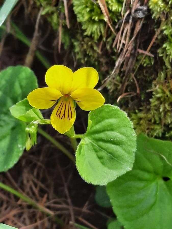 Viola biflora 14