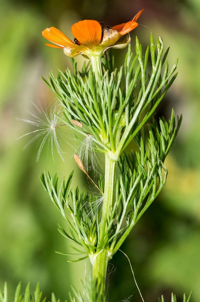 Adonide estiva 25