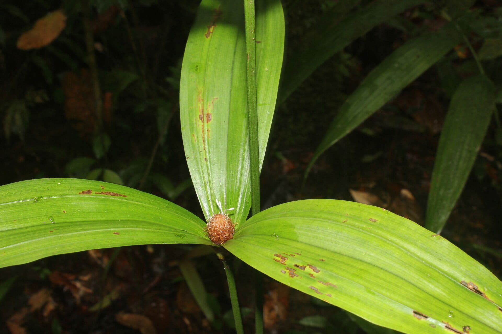 Mapania 11