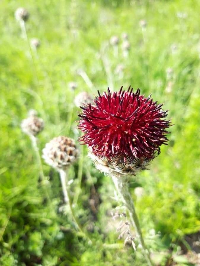 Centaurea 2