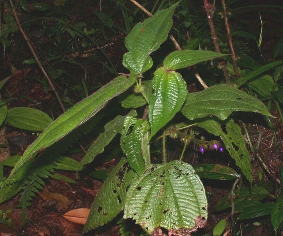 Miconia 18